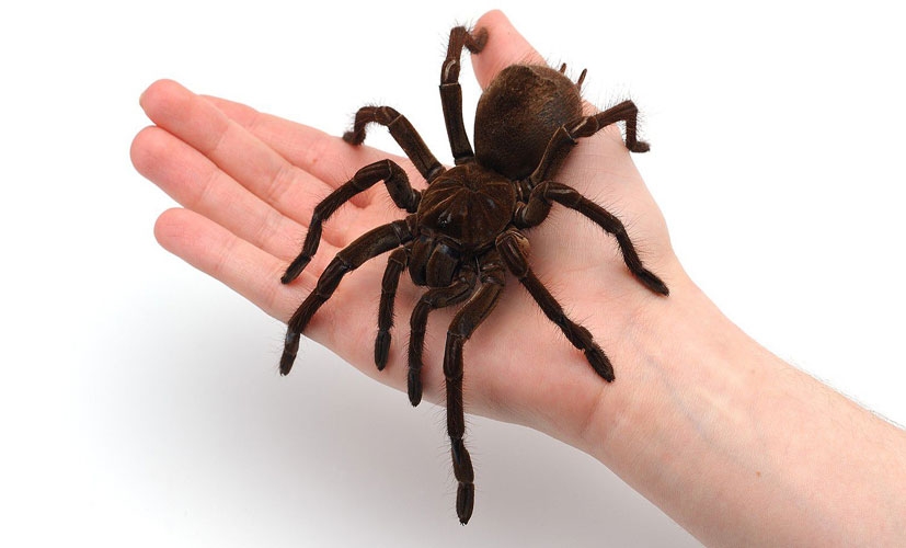 Örümcek Korkusu (Araknofobi) Nedir?