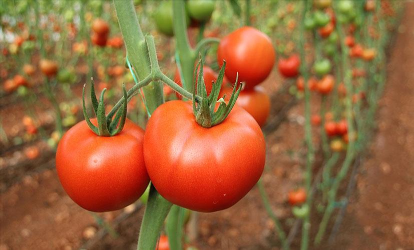 Domatesin Faydaları Nelerdir?