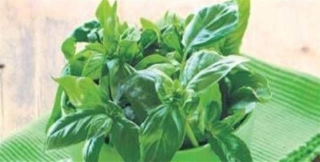 Fesleğen'in bilinmeyen faydası