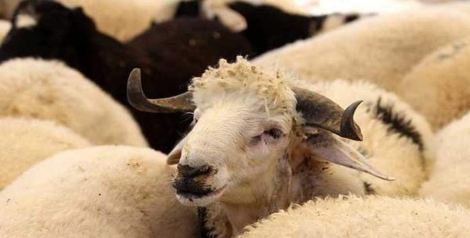 Kurban kesimi nasıl yapılmalı?