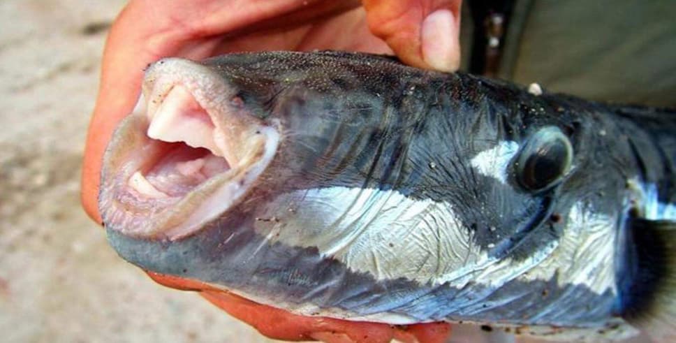 Balon balığı zehirli mi? Yenir mi yenmez mi?