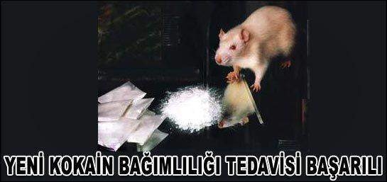 KOKAİN TEDAVİSİ BAŞARILI